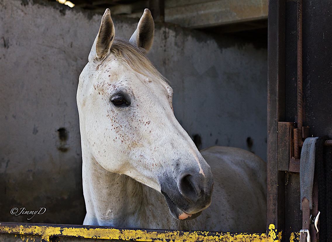 Le cheval