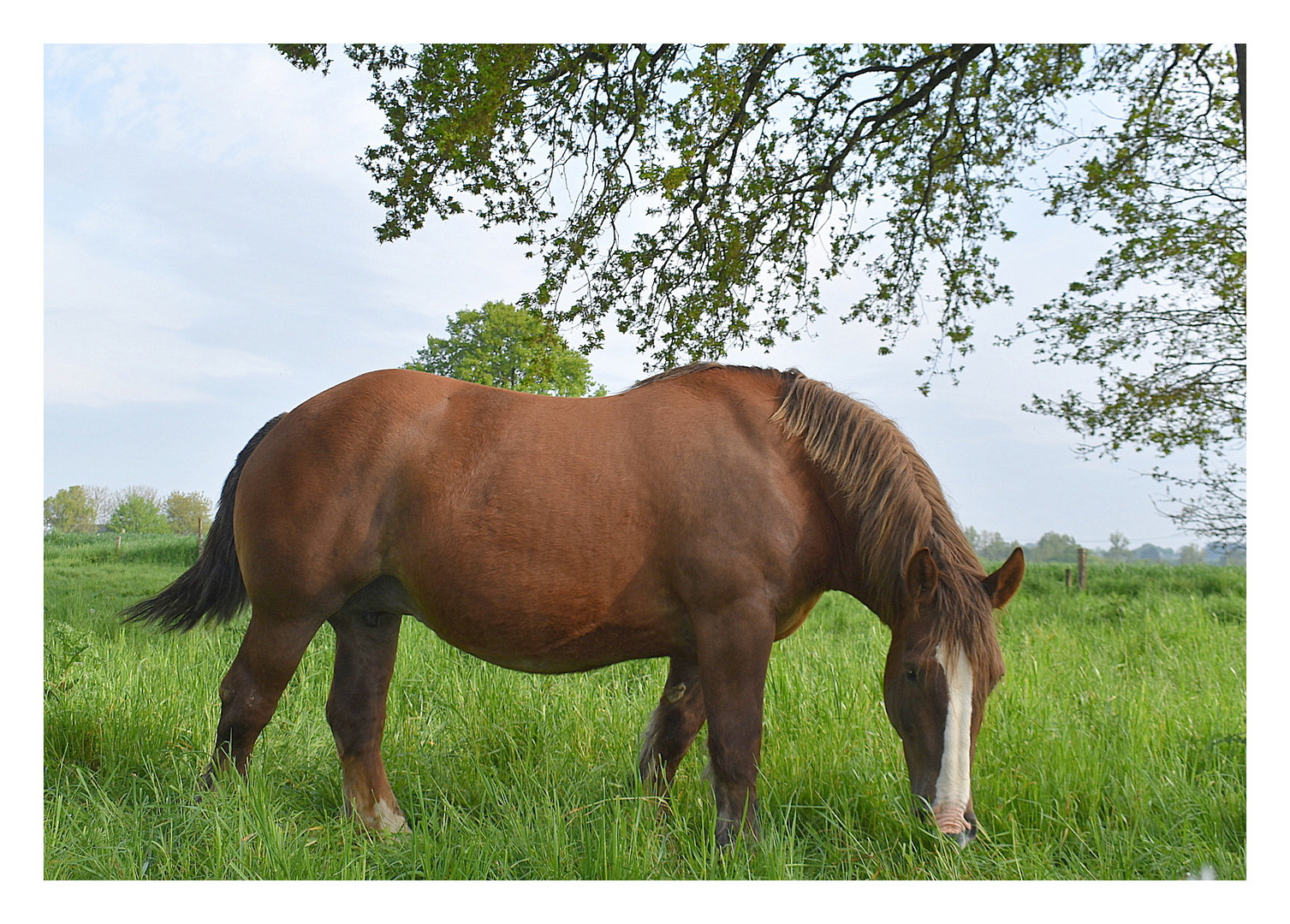 le cheval