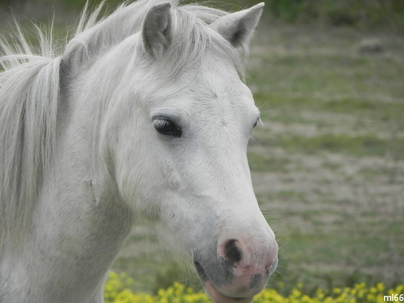 le cheval