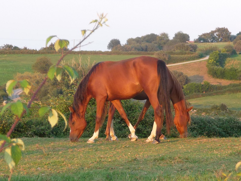 le cheval a deux têtes