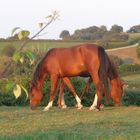 le cheval a deux têtes