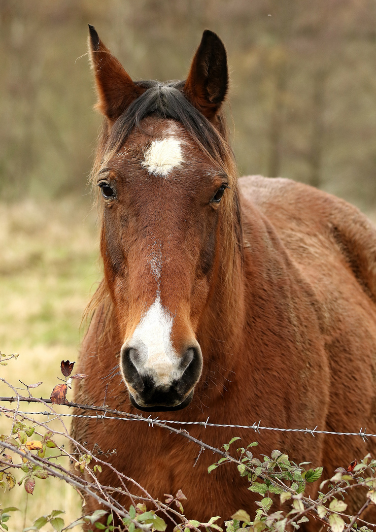 le cheval à l'écoute !