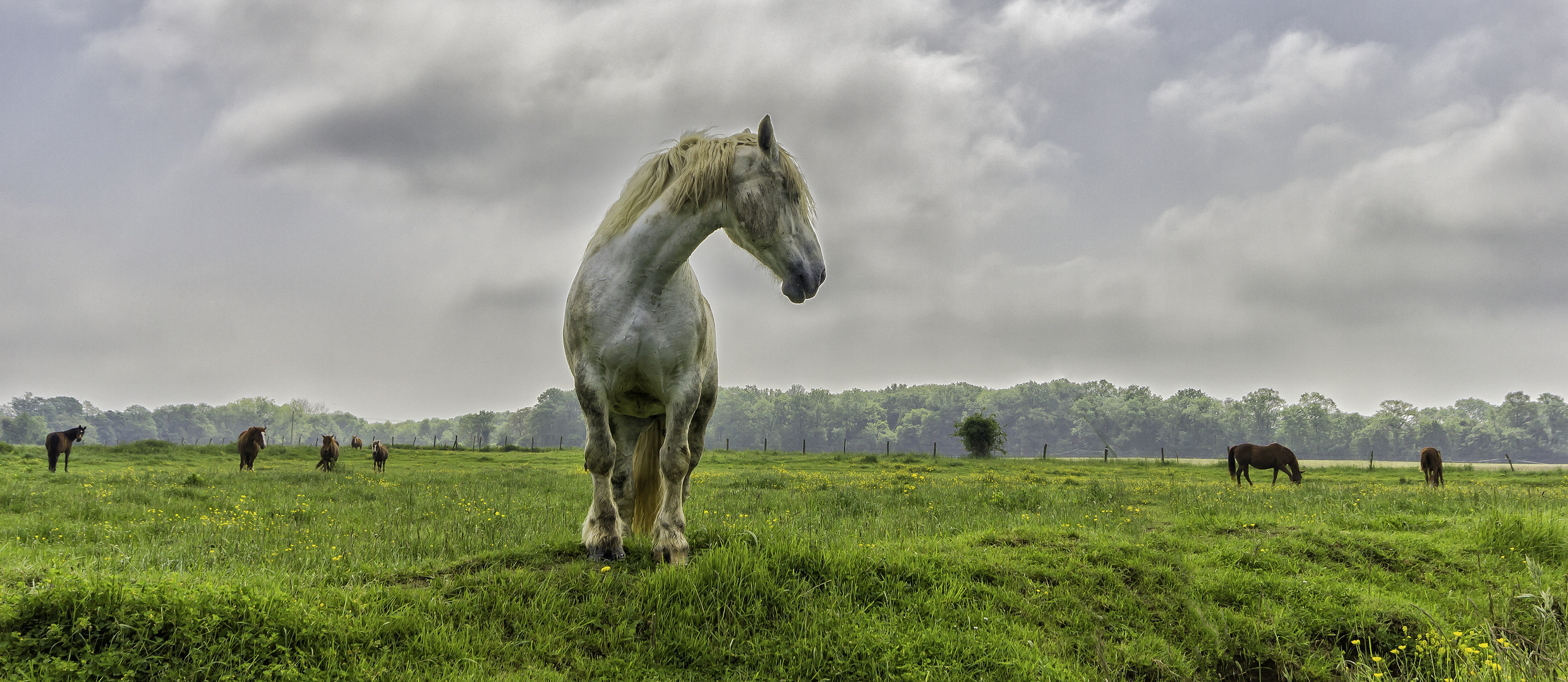 Le cheval " blanc "