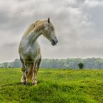 Le cheval " blanc "