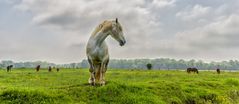 Le cheval " blanc "