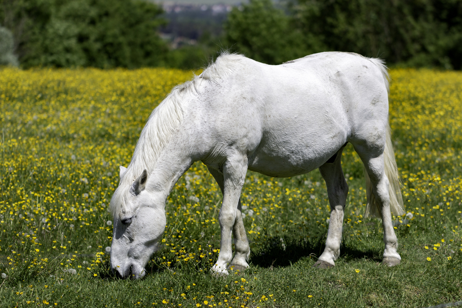 Le cheval blanc photo et image champs, jaune, seine et marne Images