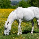 Le cheval blanc