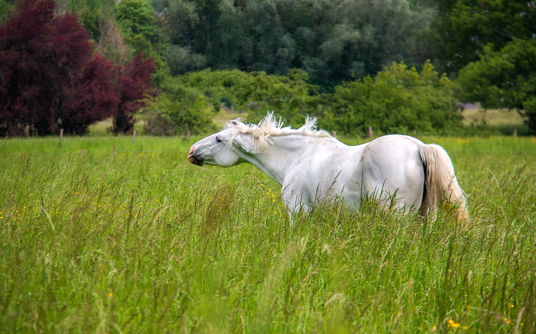 Le cheval blanc 