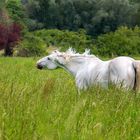 Le cheval blanc 