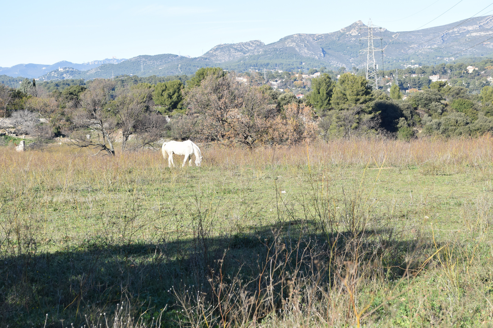 le cheval blanc