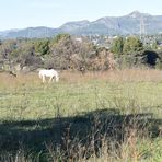 le cheval blanc