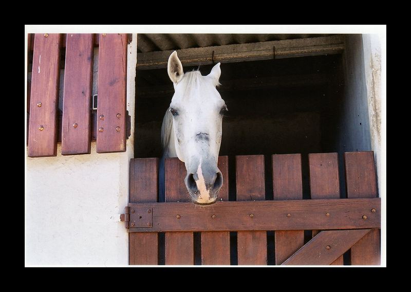 Le cheval blanc