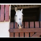 Le cheval blanc