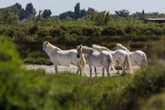 -- Le Cheval Blanc --