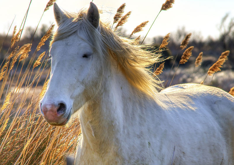 le cheval camarguais