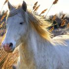 le cheval camarguais