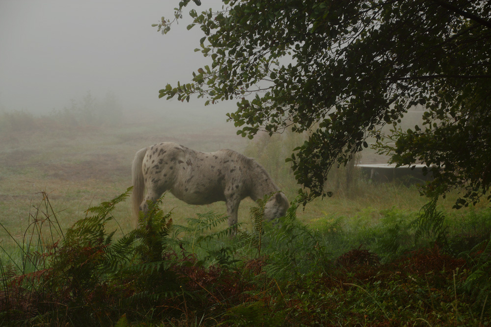 le cheval dans la brume !!!