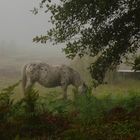 le cheval dans la brume !!!