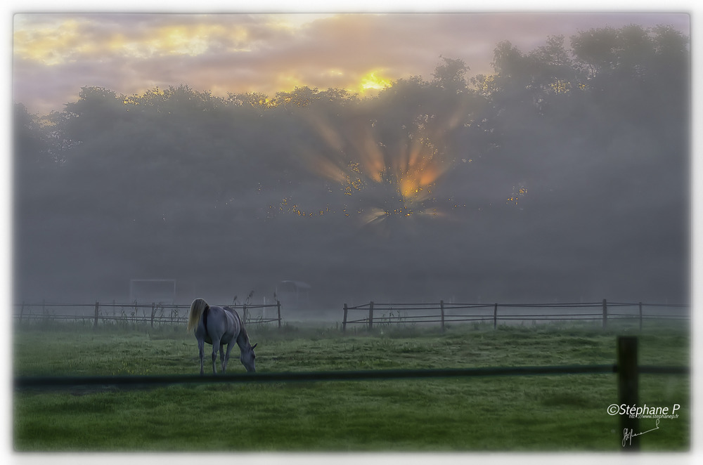 Le cheval dans la brume ......