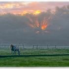 Le cheval dans la brume ......