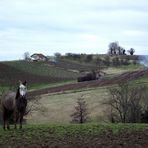 LE CHEVAL DANS LE VIGNOBLE JURASSIEN