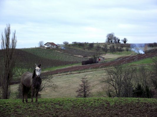 LE CHEVAL DANS LE VIGNOBLE JURASSIEN