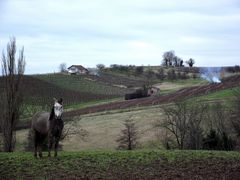 LE CHEVAL DANS LE VIGNOBLE JURASSIEN