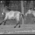 le cheval de przewalski