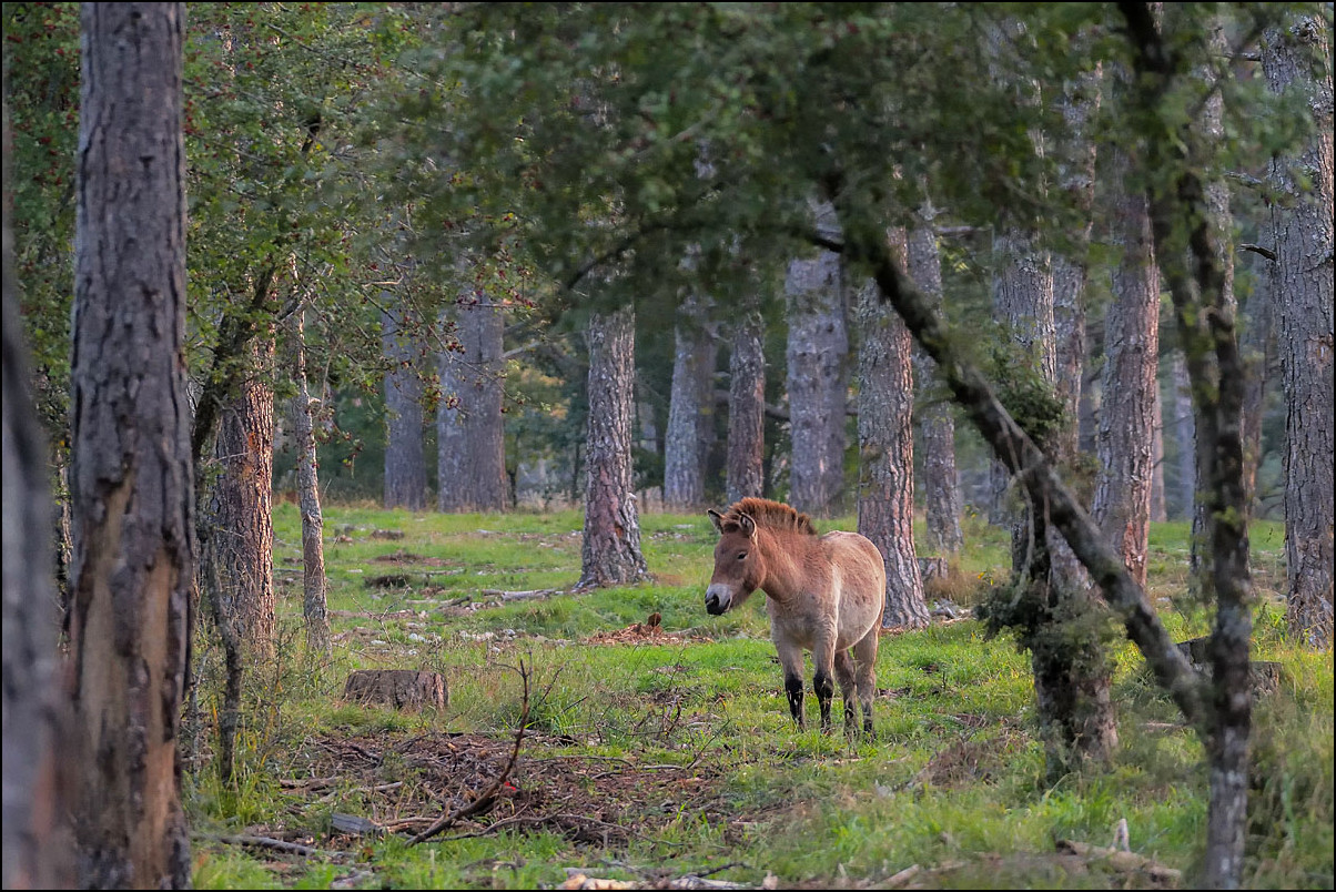 Le Cheval de Przewalski