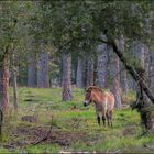 Le Cheval de Przewalski