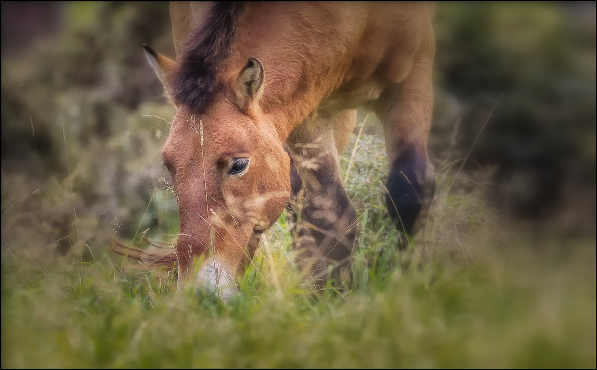 Le Cheval de Przewalski