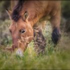 Le Cheval de Przewalski