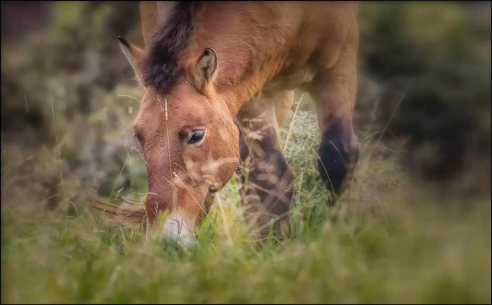 Le Cheval de Przewalski