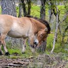 Le Cheval de Przewalski