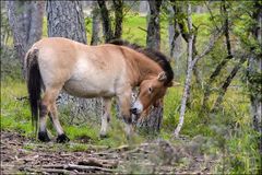 Le Cheval de Przewalski