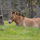 Le Cheval de Przewalski