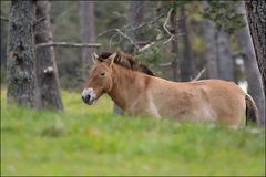 Le Cheval de Przewalski