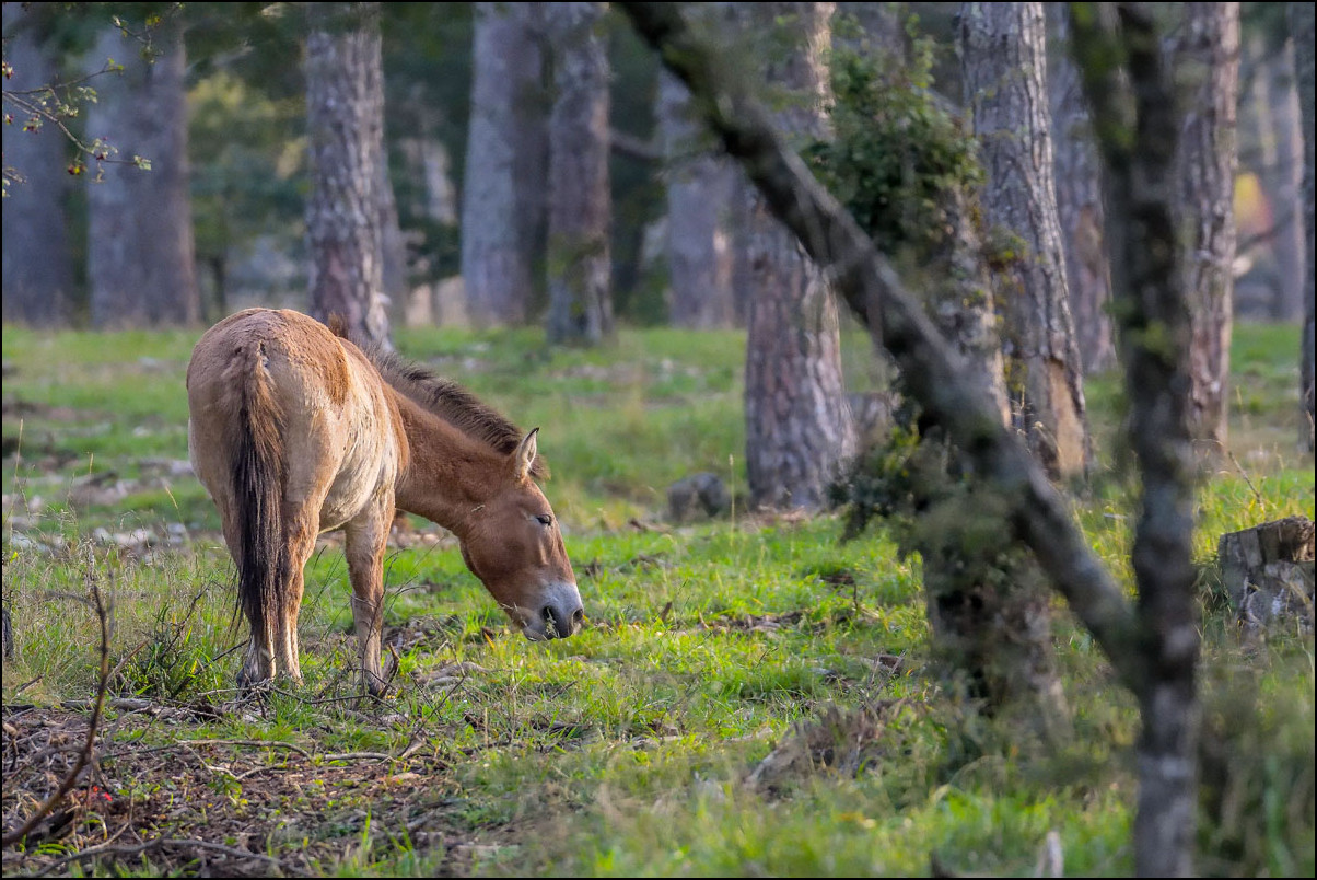 Le Cheval de Przewalski