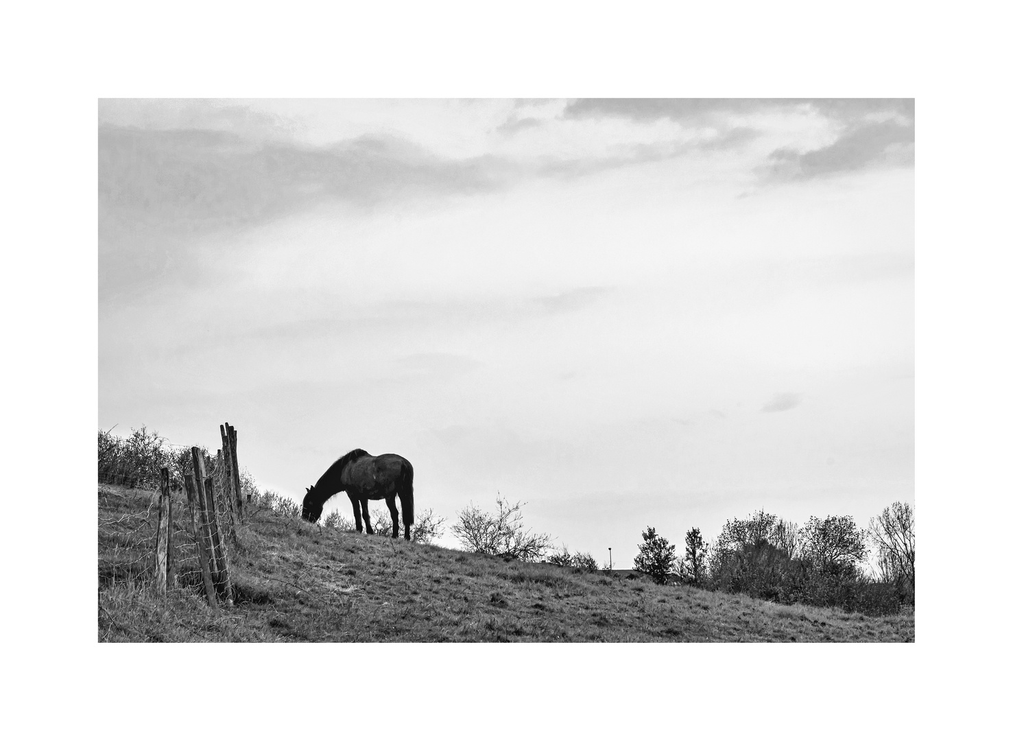 Le cheval du garde