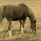 Le cheval d'une fin de journée