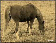 Le cheval d'une fin de journée