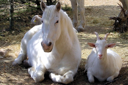 le cheval et la chevre