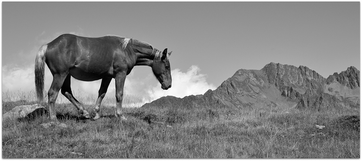 Le cheval et la montagne