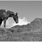 Le cheval et la montagne