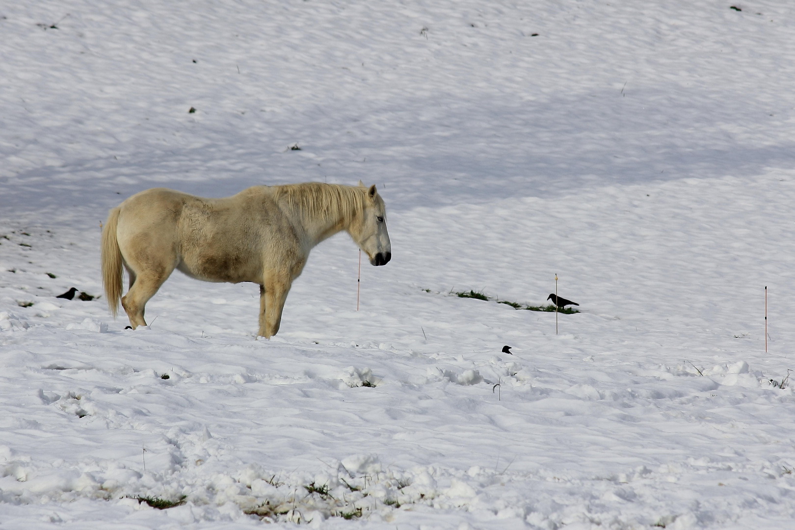 Le cheval et le corbeau...........