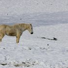 Le cheval et le corbeau...........