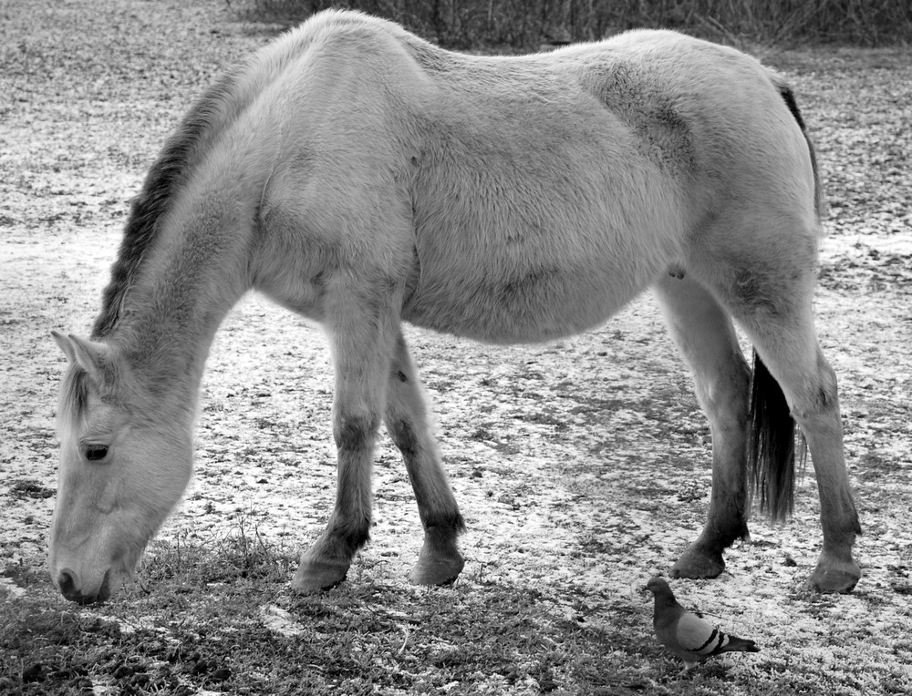 Le cheval et le pigeon