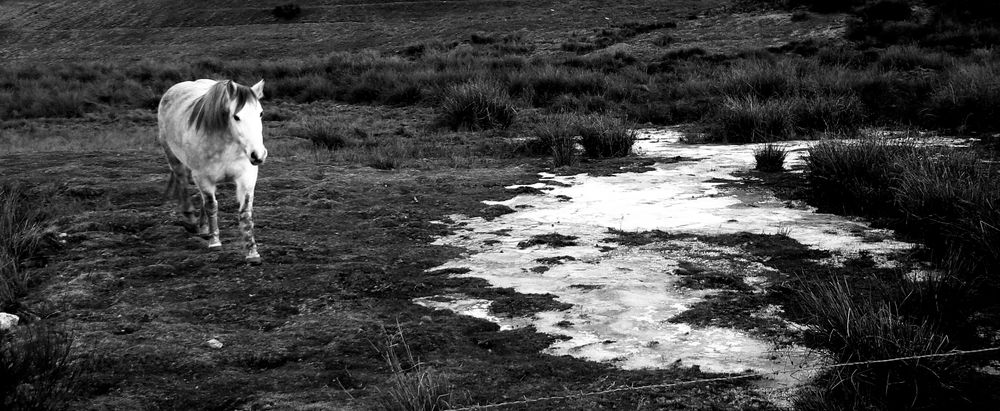 Le cheval et l'eau