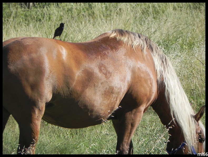 le cheval et son compagnon