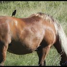 le cheval et son compagnon